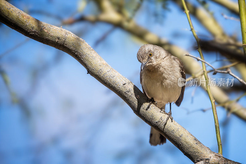 北方知更鸟（Mimus polyglottos）